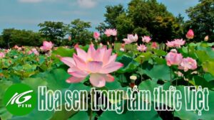 HOA SEN TRONG TÂM THỨC VIỆT
